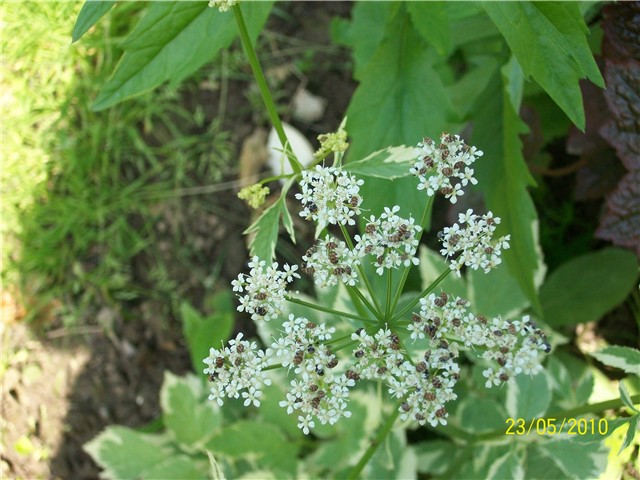 Biskupski korov - lat. Aegopodium podagraria variegata